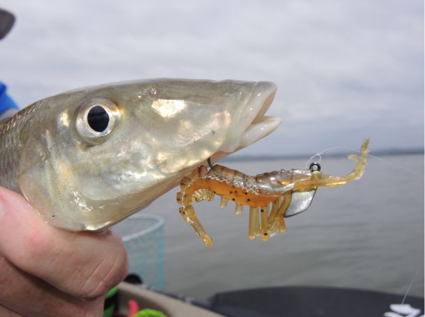 TESTED: Ecooda Live Shrimp